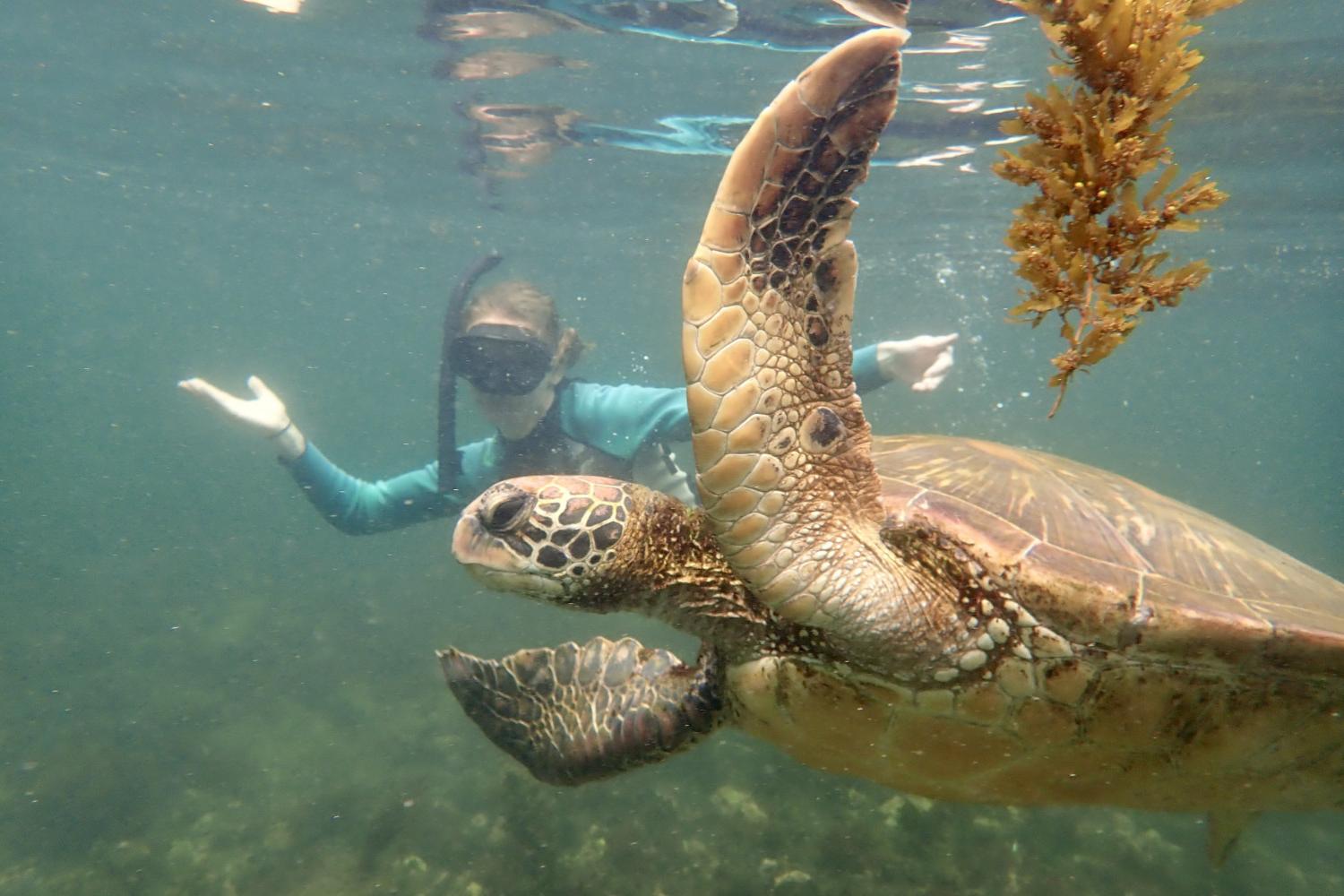 一名<a href='http://g.kadinuobeier.com/'>博彩网址大全</a>学生在Galápagos群岛游学途中与一只巨龟游泳.